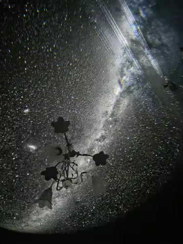 Fallback Image